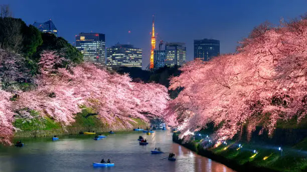 Photo of Cherry blossoms at Chidorigafuchi park in Tokyo, Japan.