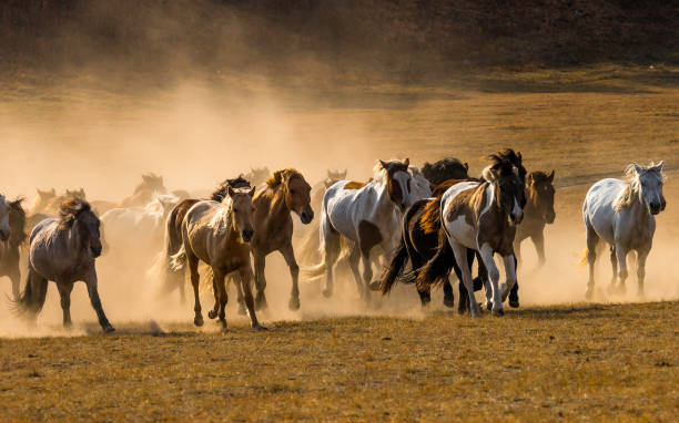 丘を駆け下りる馬 - inner mongolia ストックフォトと画像