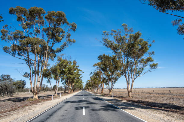 istock Gum trees on the road. 1197418328