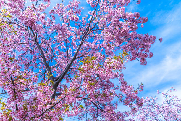 istock Kawazu cherry blossoms in full bloom 1197418349
