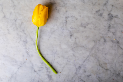 yellow tulip on marble background