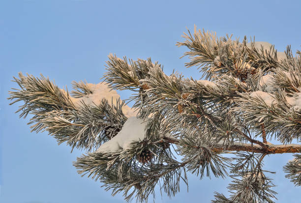 istock Snow and hoarfrost on pine tree branch with cones close up 1197421252