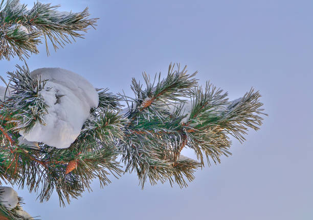 istock Snow and hoarfrost on pine tree branch with cones close up 1197421263