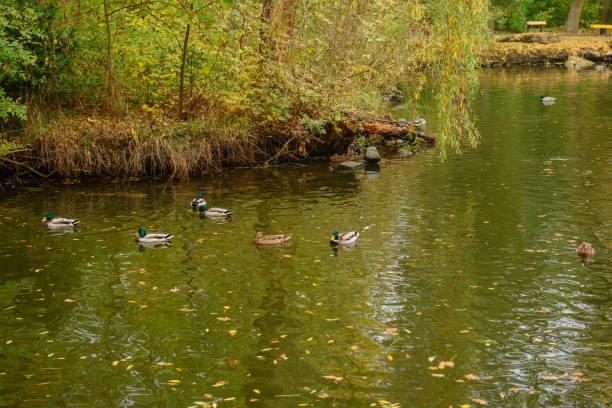 istock Beautiful duck on a warm autumn morning 1197421265
