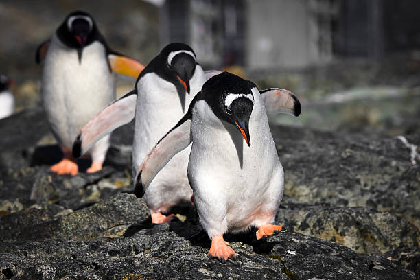 Three penguins waddling down a rocky embankment
