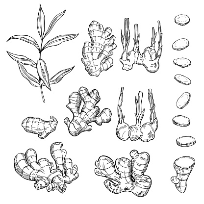 Ginger, root, leaves. Hand drawn sketch illustration