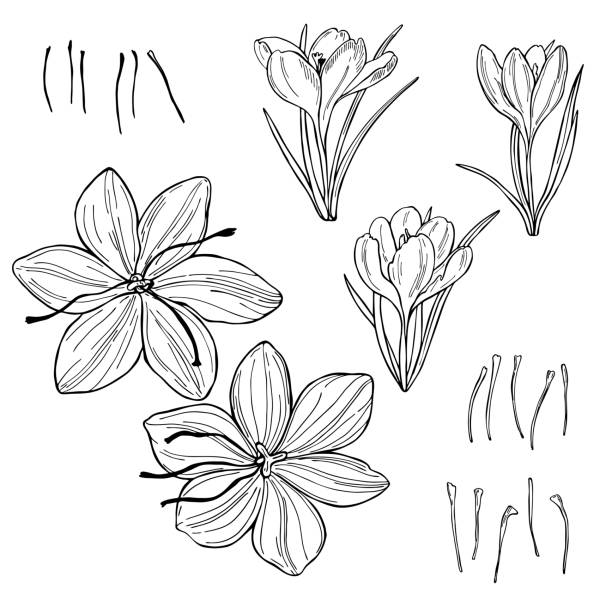 Saffron spice. Saffron spice. Hand drawn sketch illustration pistil stock illustrations