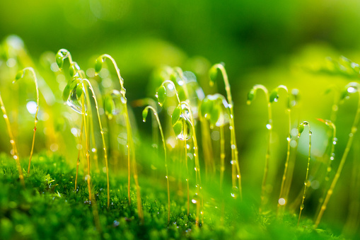 moss with raindrop
