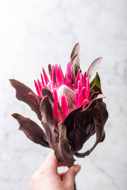 istock Proteus flower on a marble background 1197422757