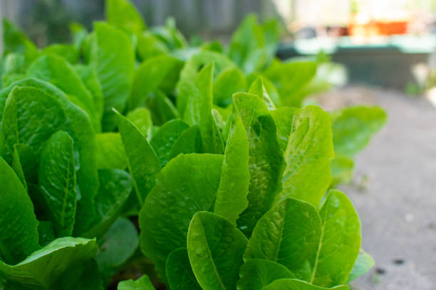 lattuga verde in giardino - lattuce foto e immagini stock