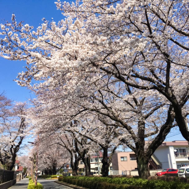 istock Everyone feels better when the cherry blossoms bloom. 1197423101
