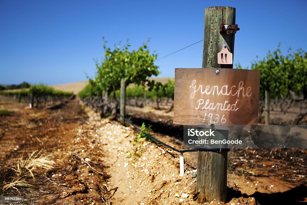 Vignoble de Barossa Vintage - Photo de Barossa Valley libre de droits