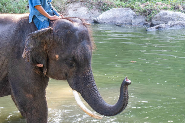 istock Younh asia elephant bathing 1197424396