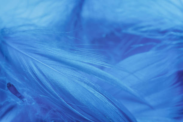 istock Close up Beautiful Blue trends  feather pattern texture background. Macro photography view. 1197425044