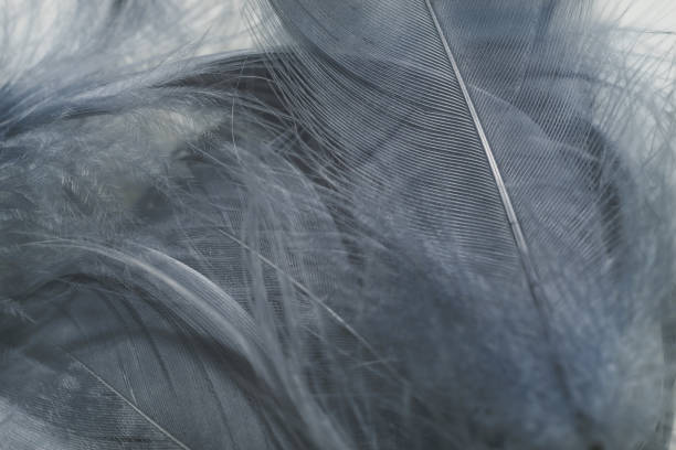 istock Close up Beautiful gray Bird feather pattern background for design texture. Macro photography view. 1197425377