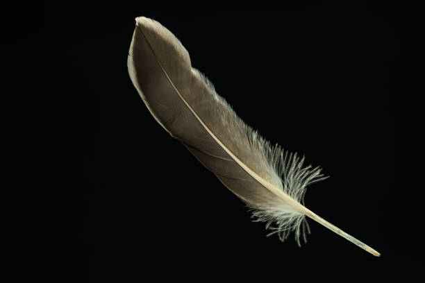 istock Beautiful duck Bird feather pattern for design texture. Isolated on Black Background 1197425535