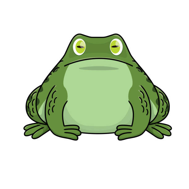 ilustraciones, imágenes clip art, dibujos animados e iconos de stock de ilustración vectorial de rana toro aislada sobre fondo blanco. - rana toro americana