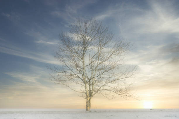 istock Lone single one tree in white winter fog scene for peace tranquility and mindfulness and low sun light with blue sky at sunset 1197427343