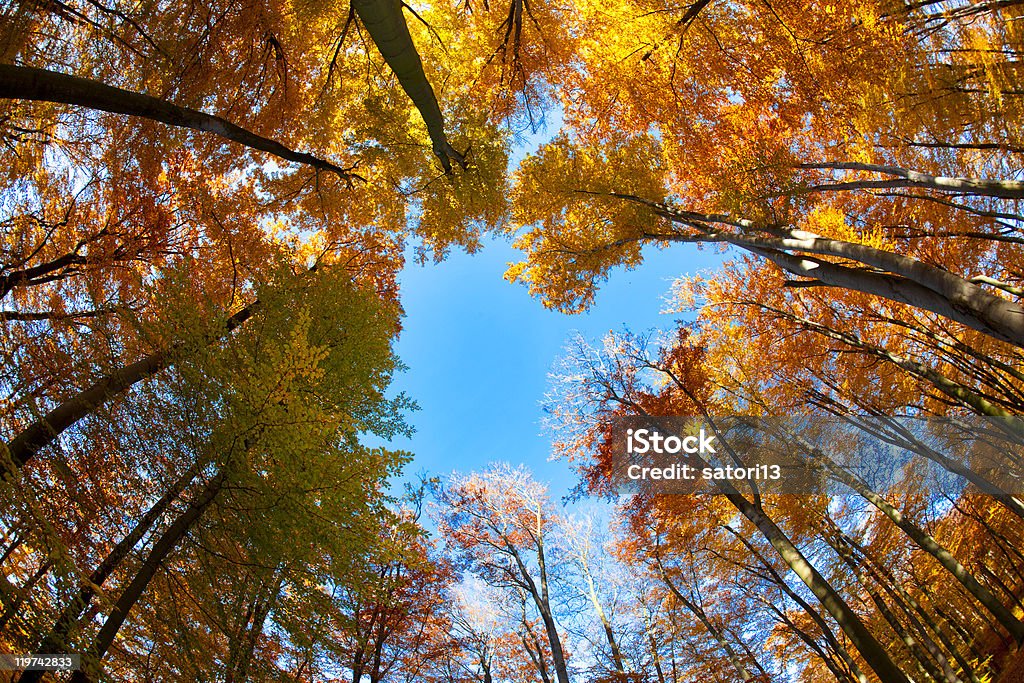 Beech floresta - Foto de stock de Outono royalty-free