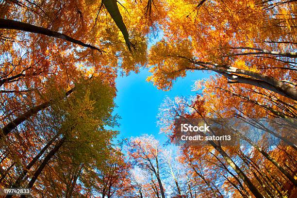 Foto de Beech Floresta e mais fotos de stock de Outono - Outono, Vista de Baixo para Cima, Árvore