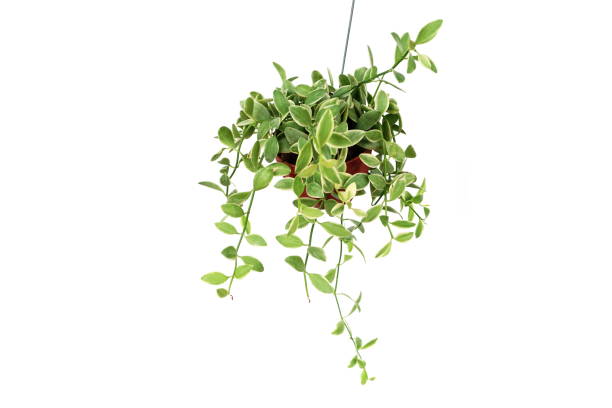 istock Green plant Hanging isolated on white background 1197428645