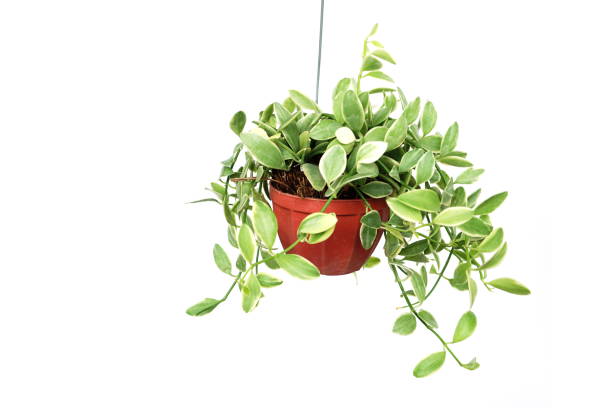 istock Green plant Hanging isolated on white background 1197428667