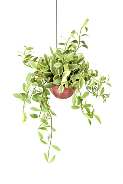 istock Green plant Hanging isolated on white background 1197428672