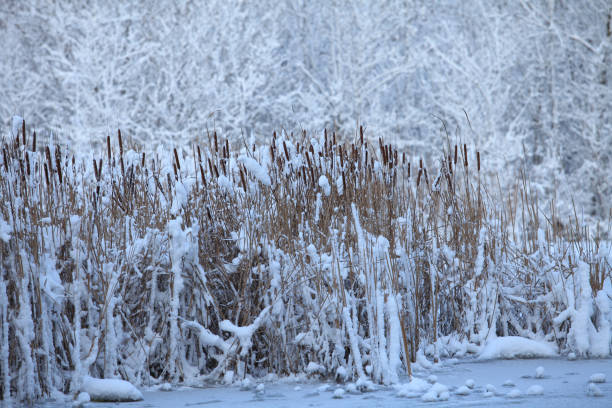 istock winter, snow-covered lake 1197428706