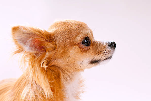 istock chihuahua dog head in profile close-up 119742912