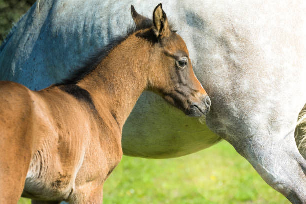 istock foal and his mom in close up 1197432349
