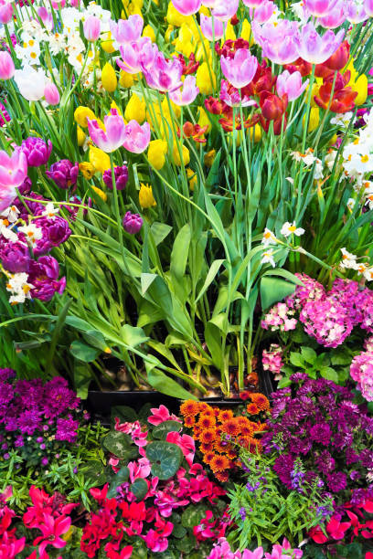 istock Colorful tulips 1197432534