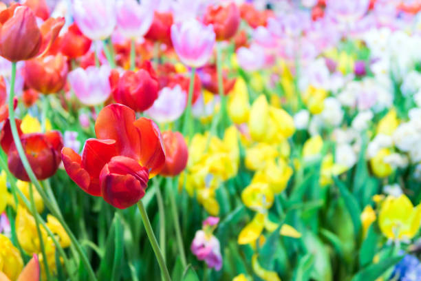 istock Colorful tulips 1197432547