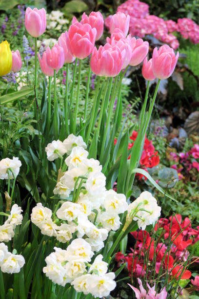 istock Colorful tulips 1197432559
