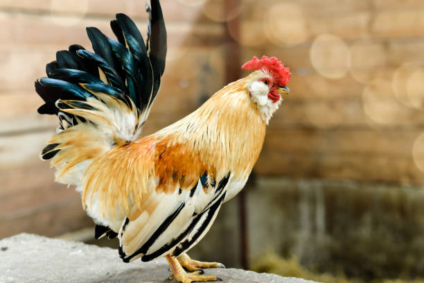 istock cute colorful rooster close up 1197432588