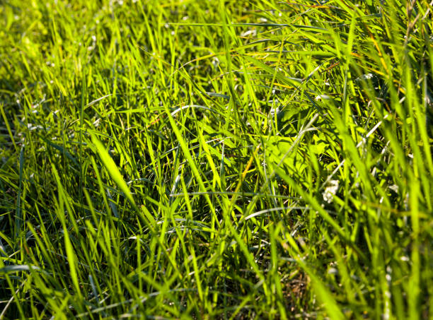 istock green wheat blades 1197432708