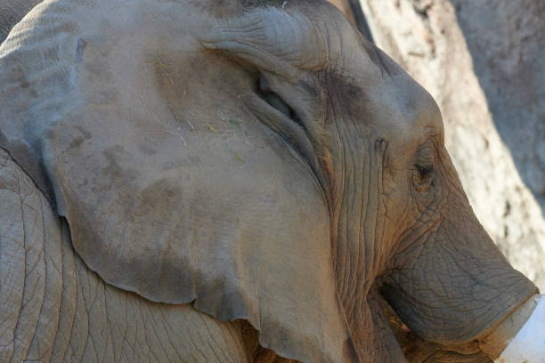 African elephant in the park