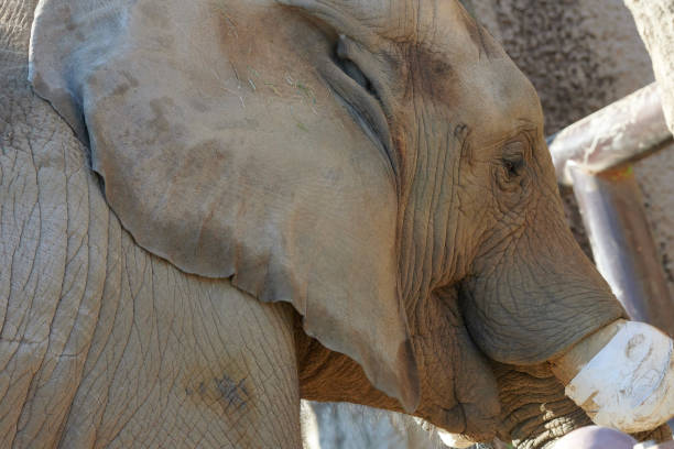 istock African elephant in the park 1197436077