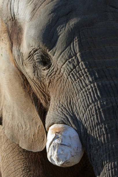 istock African elephant in the park 1197436102