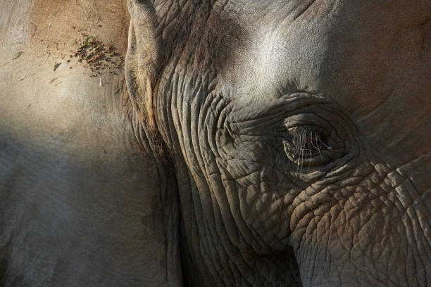 istock African elephant in the park 1197436127
