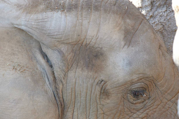 Elephant in a South African Game Reserve.
