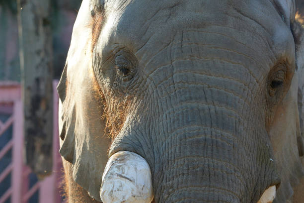 African elephant in the park
