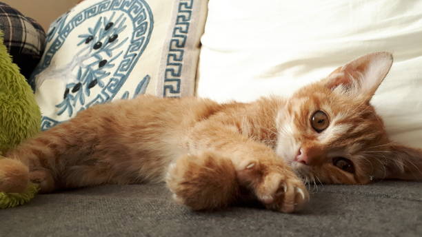 istock Ginger kitten reaching out to play on the sofa 1197438739