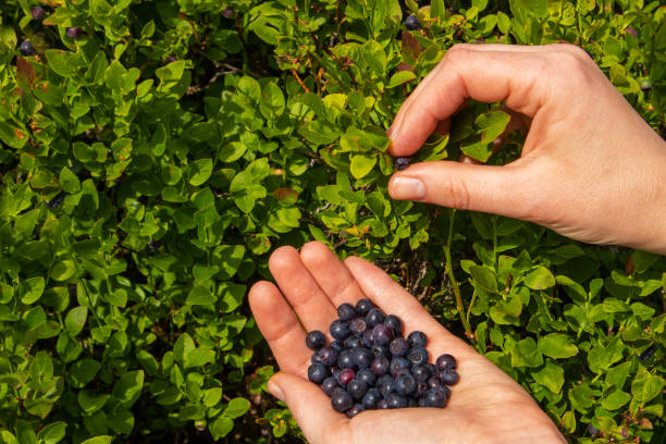 istock Human berries bilberries in the palms. 1197439056