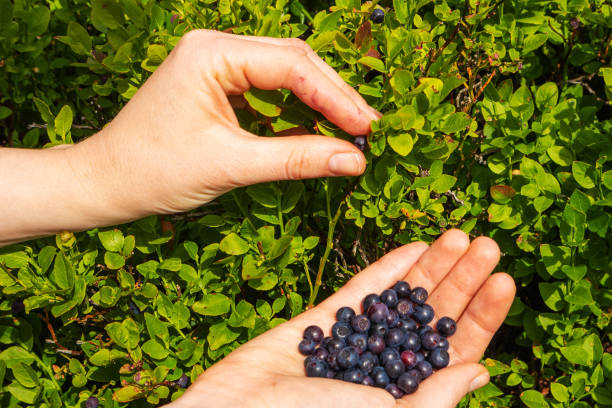 istock Human berries bilberries in the palms. 1197439163