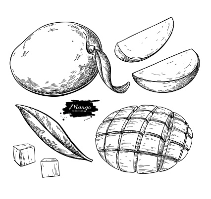 Mango vector drawing. Hand drawn tropical fruit illustration. Engraved summer fruit. Whole and sliced objects with leaves. Botanical vintage sketch for label, juice packaging design, menu