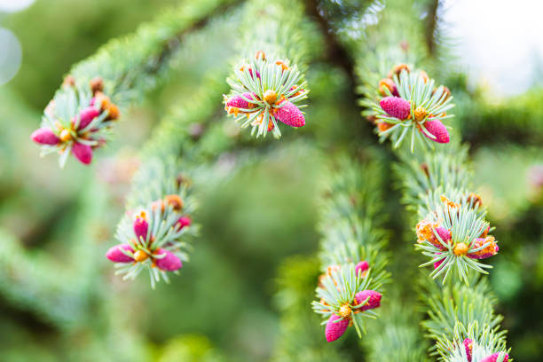 Larch
