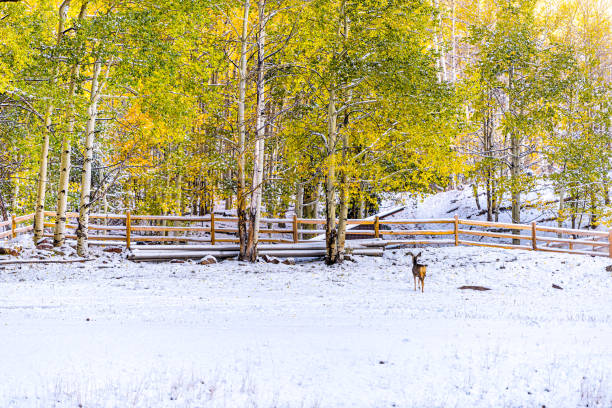 maroon bells gebiet in aspen, colorado felsigeberge mit feldfarm bedeckt mit schnee nach dem winter im herbst 2019 mit bock männlichen hirsch tier - forest deer stag male animal stock-fotos und bilder