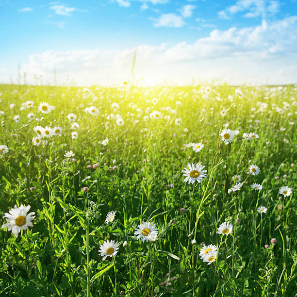 istock Flower field on summer day. 119744280