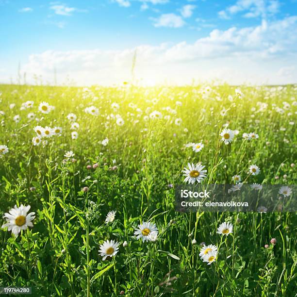 Campo De Flores Em Dia De Verão - Fotografias de stock e mais imagens de Amarelo - Amarelo, Ao Ar Livre, Azul