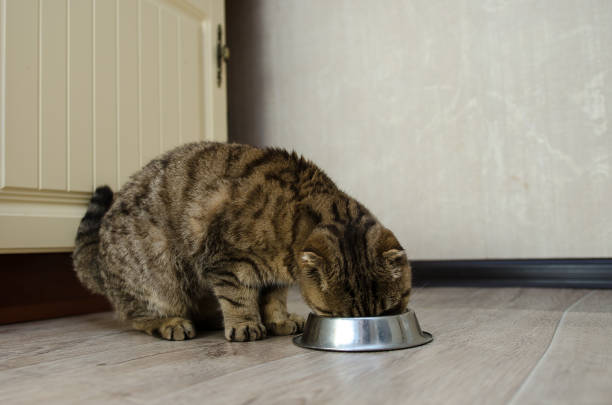 istock Scottish fold eats dry food from a bowl 1197443160